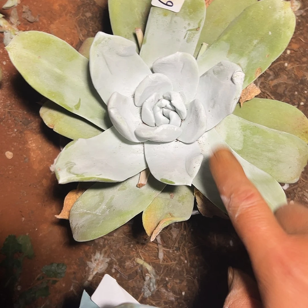 仙女杯杂交多肉植物