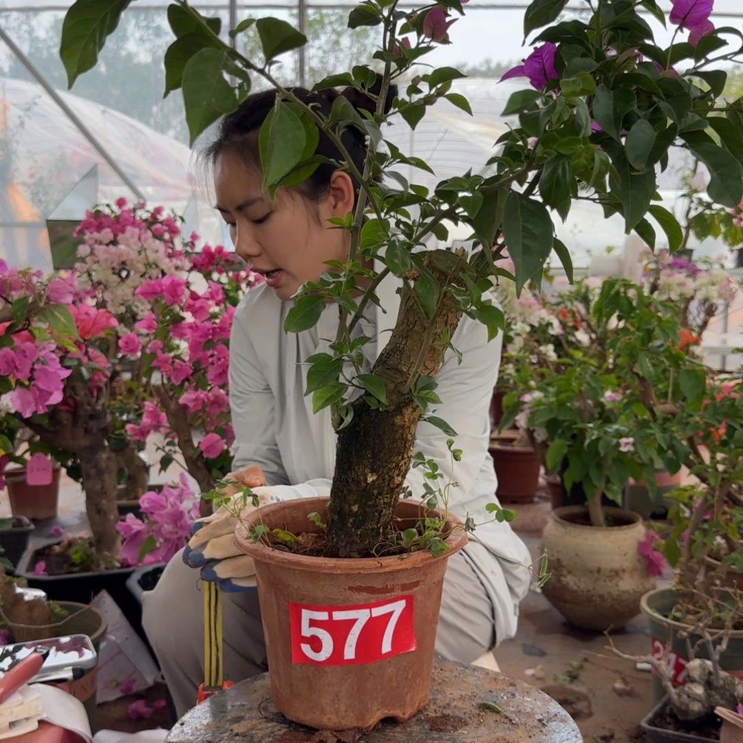 大部分花苞少量开放小*子