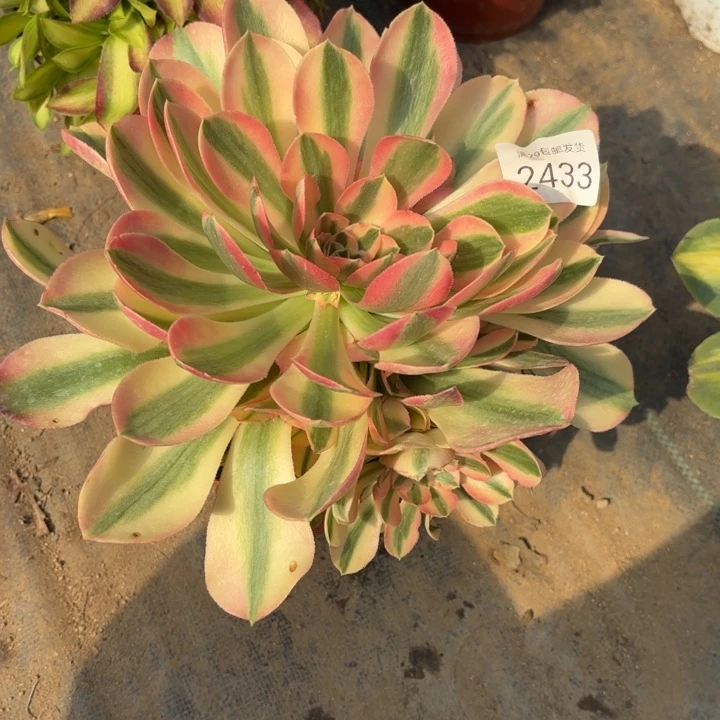 香妃多肉法师2433