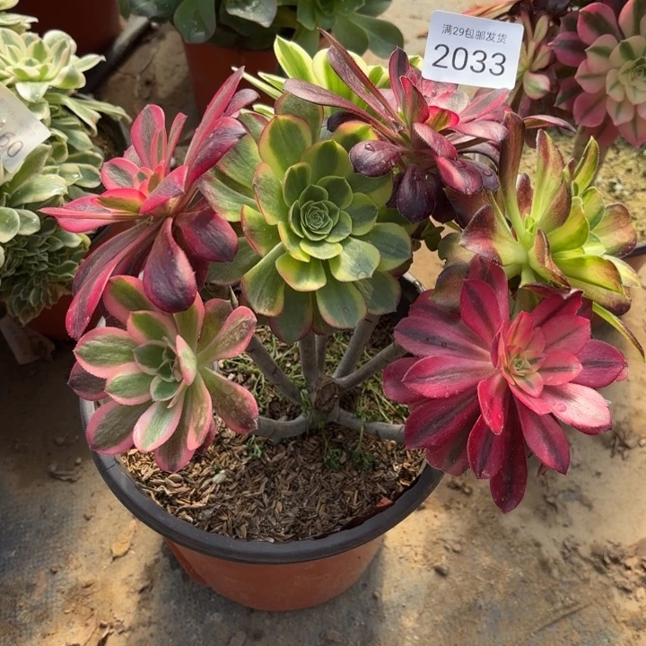 七彩树多肉法师2033