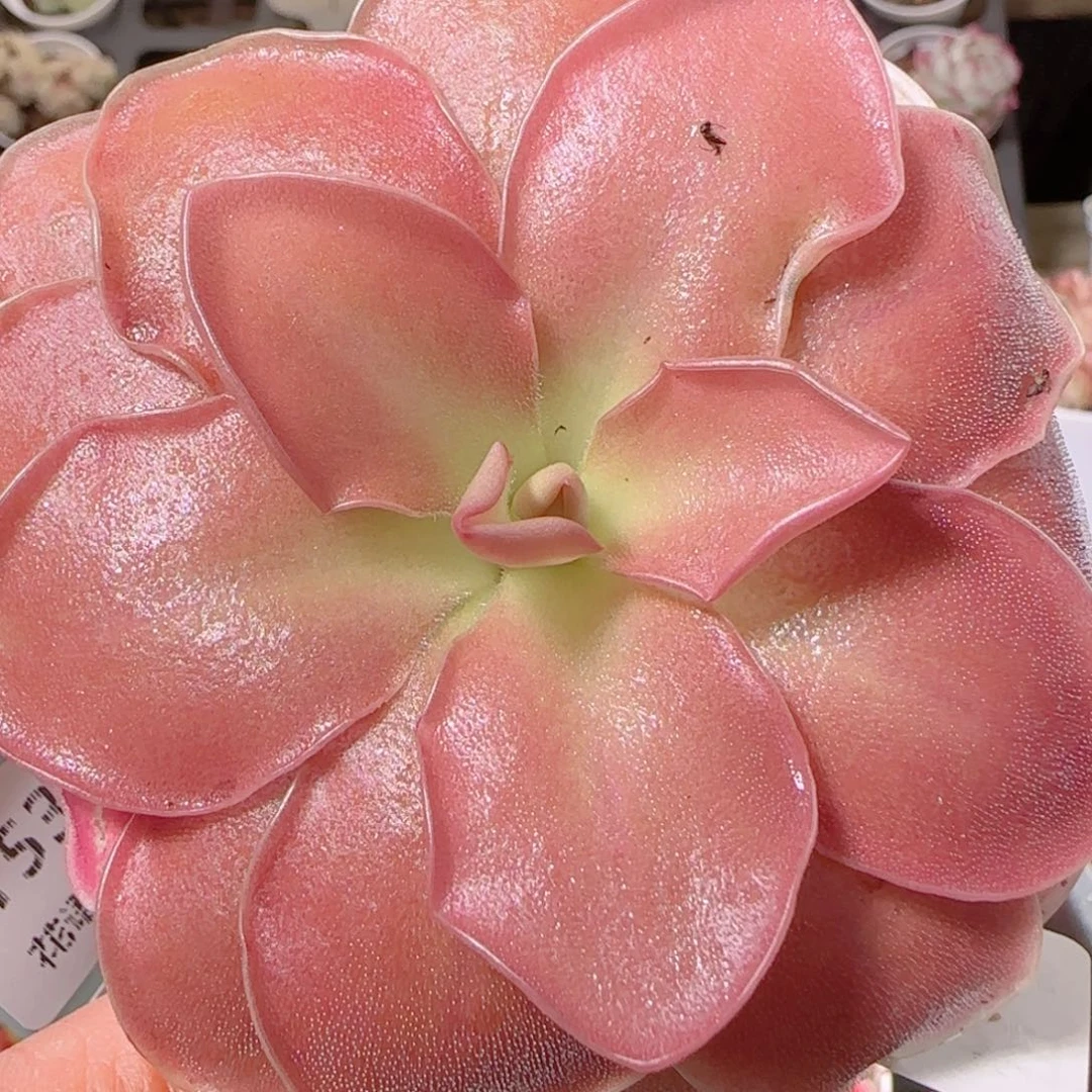 花语多肉1202-150赛题捕虫堇