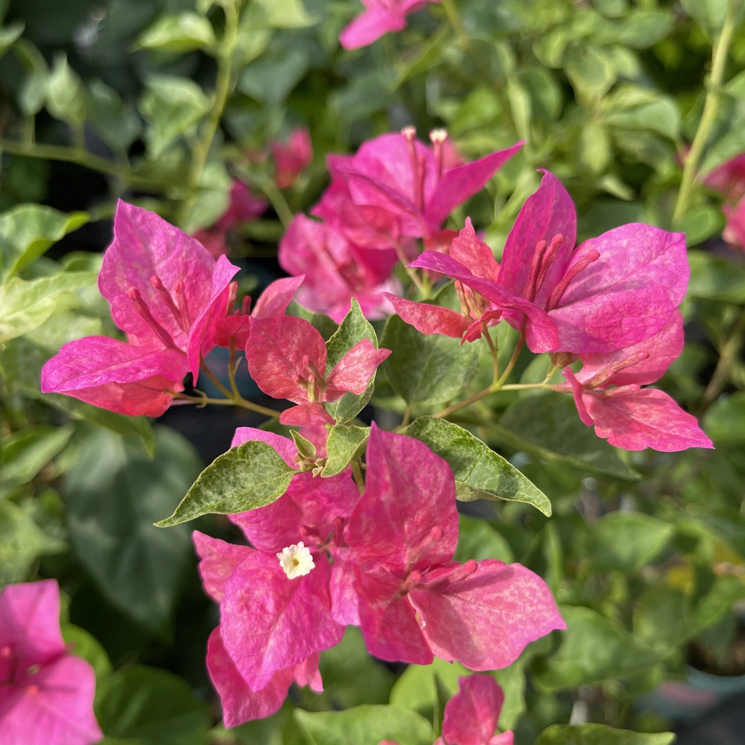 【虎斑索菲亚】三角梅嫁接高飘，运输途中掉花掉叶介意慎拍