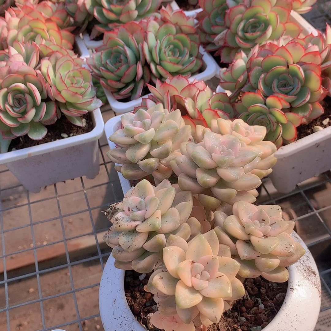 三颗美信锦34567899999