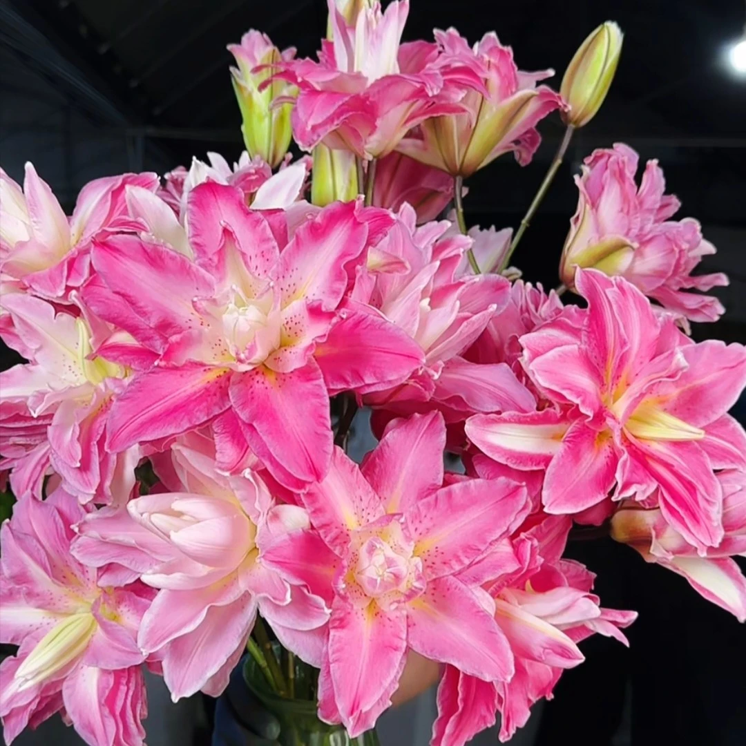 【云霄花卉】【莲花之境重瓣百合】云南香水百合【任意两单顺丰包邮】