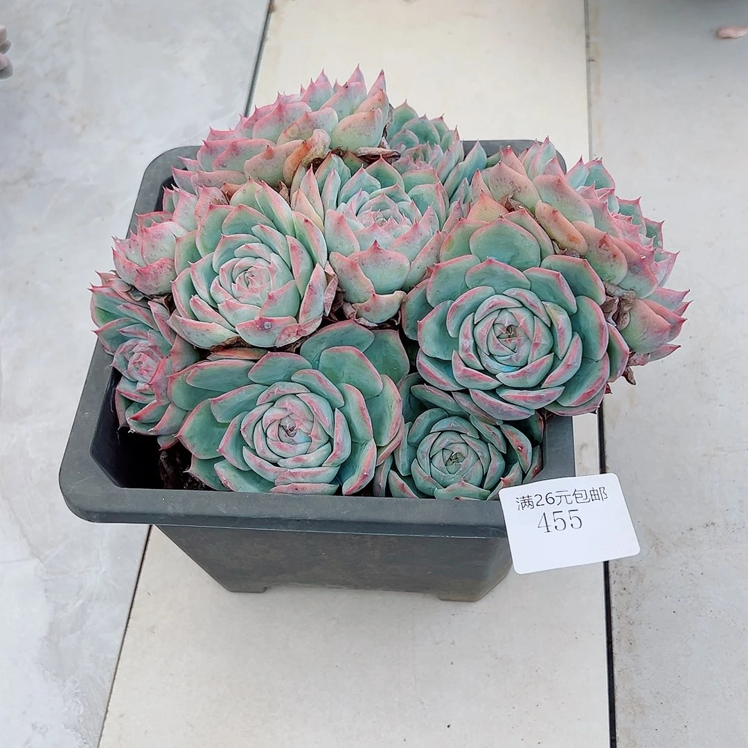 幸***人455侧影多肉植物多肉