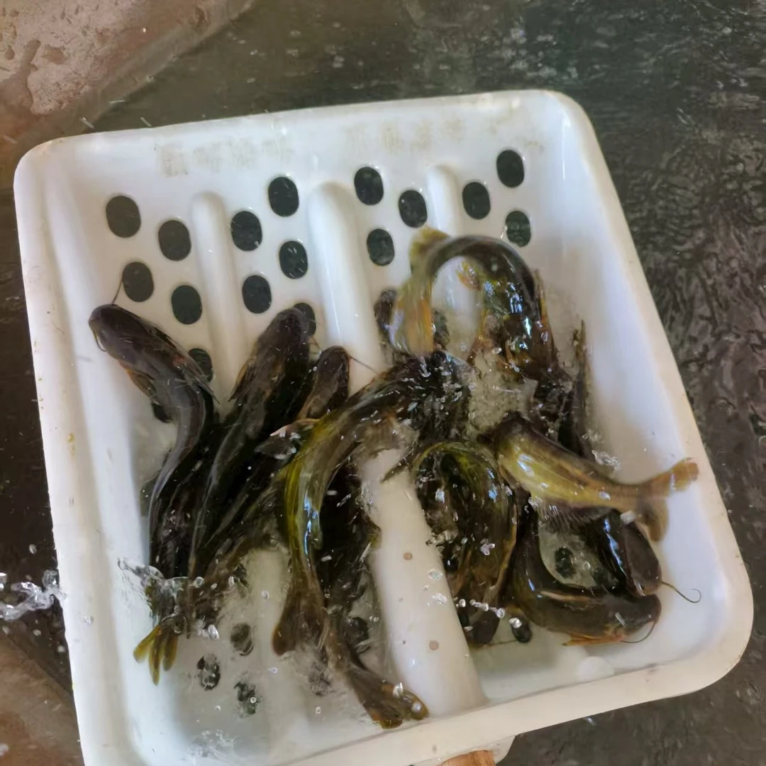 东北淡水虎皮嘎牙鱼(七斤包邮)