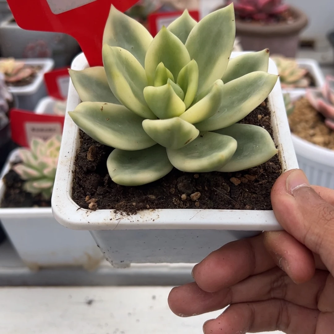 3169号助之松锦多肉