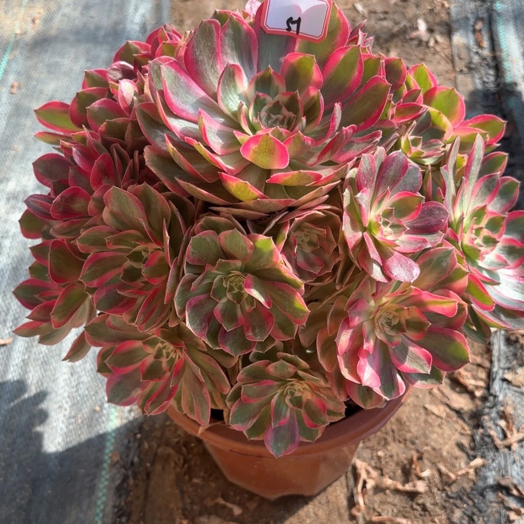 全部花朵51云何多肉植物