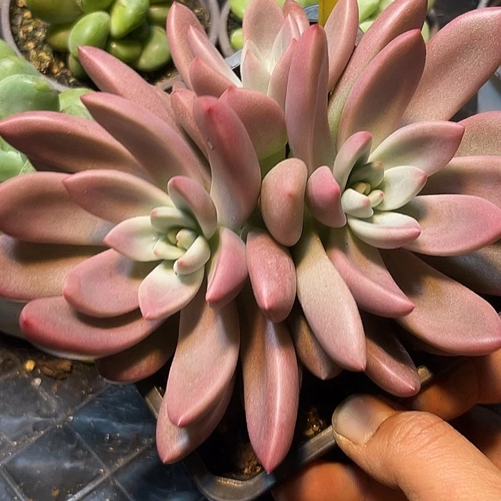 多肉植物赫菲虞群202