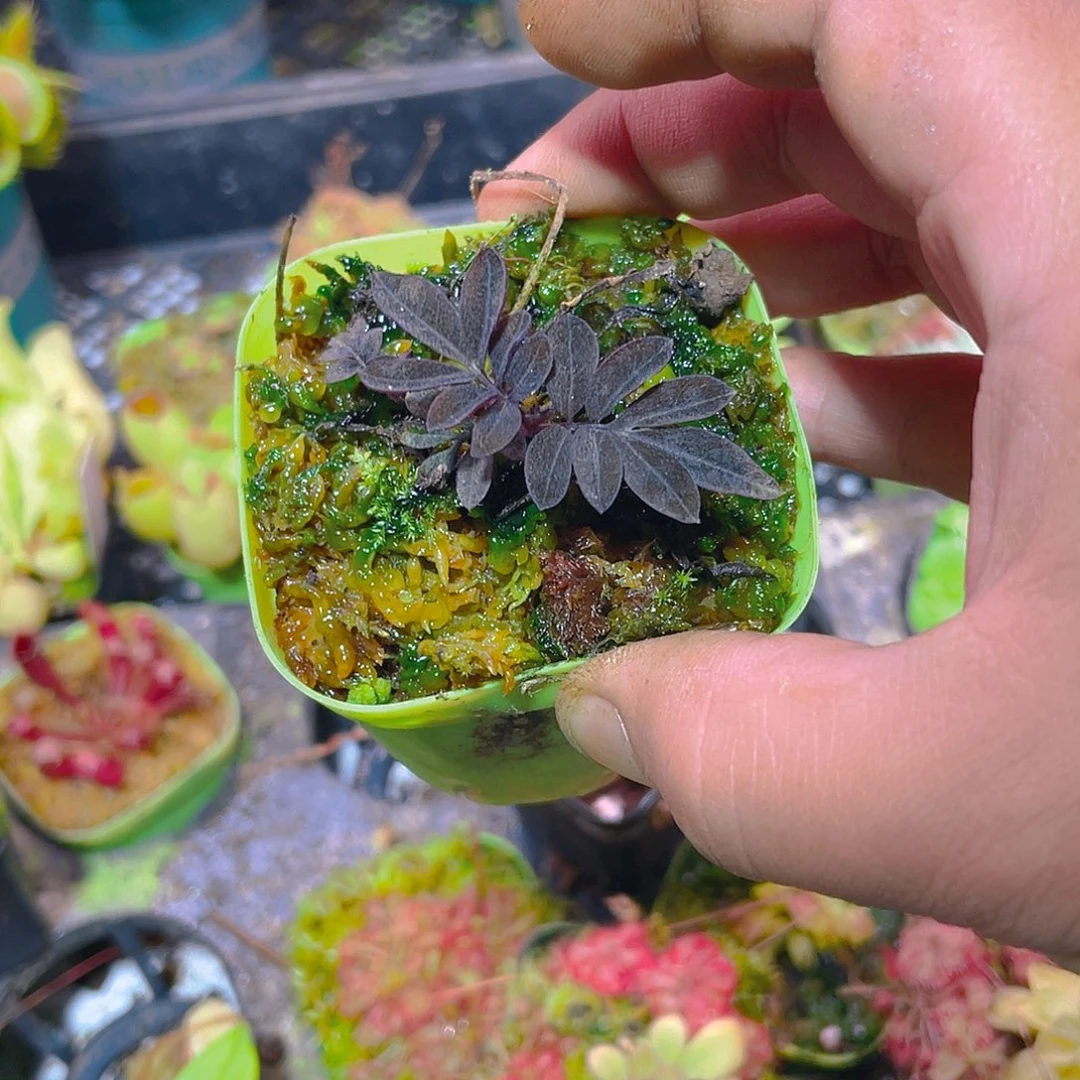 完全开放厄瓜多尔茄