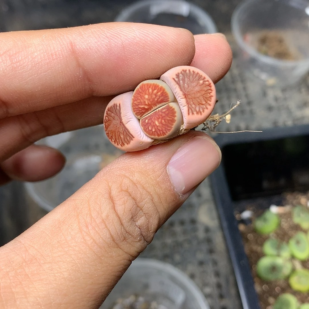 A32多肉植物保护