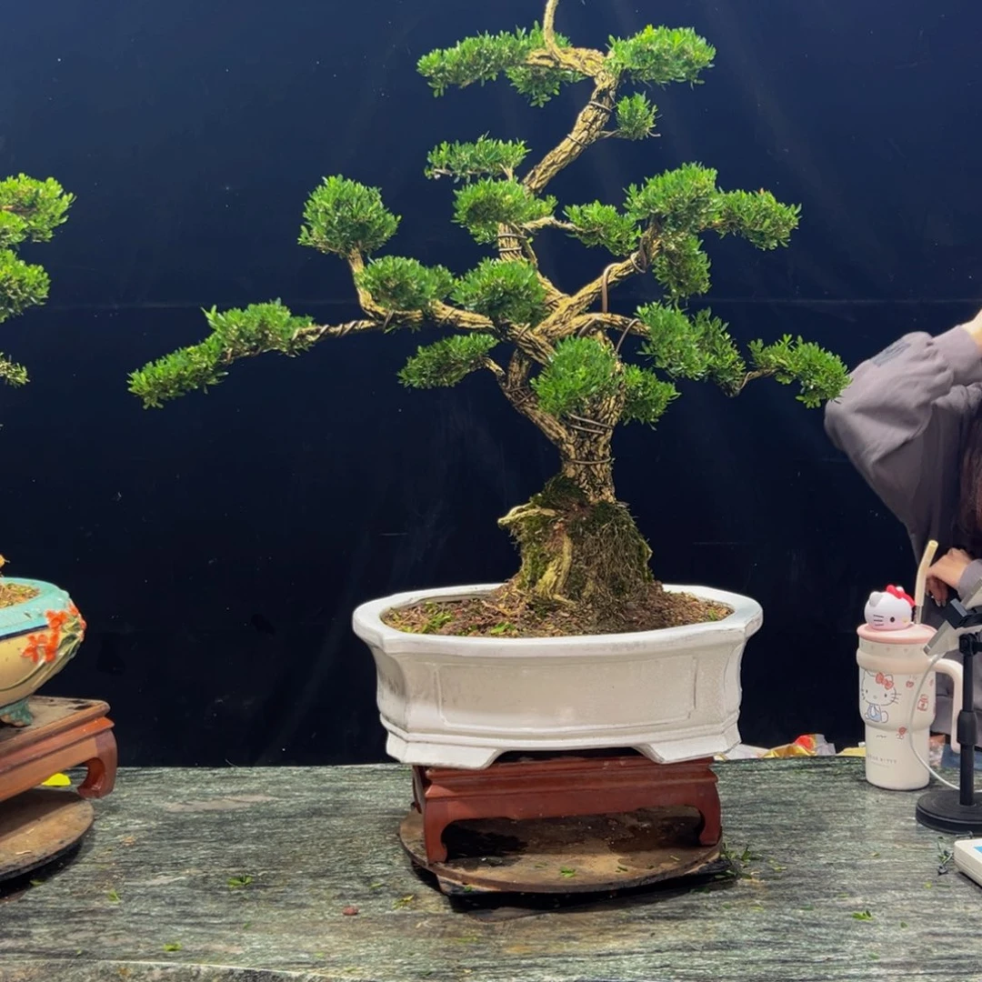 易***经无花朵广东黄杨四季常青