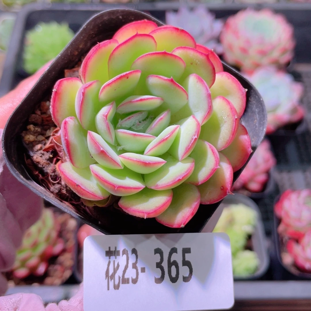 花利美23-365草莓冰