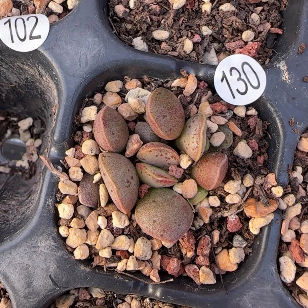 ?****?粉蛋水泡多肉植物水泡130