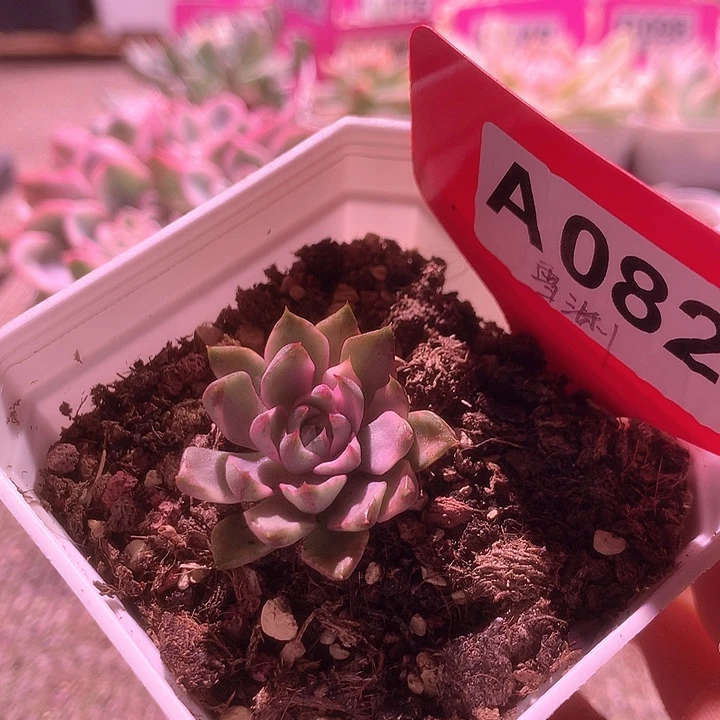 雪渊覆轮锦有根有根