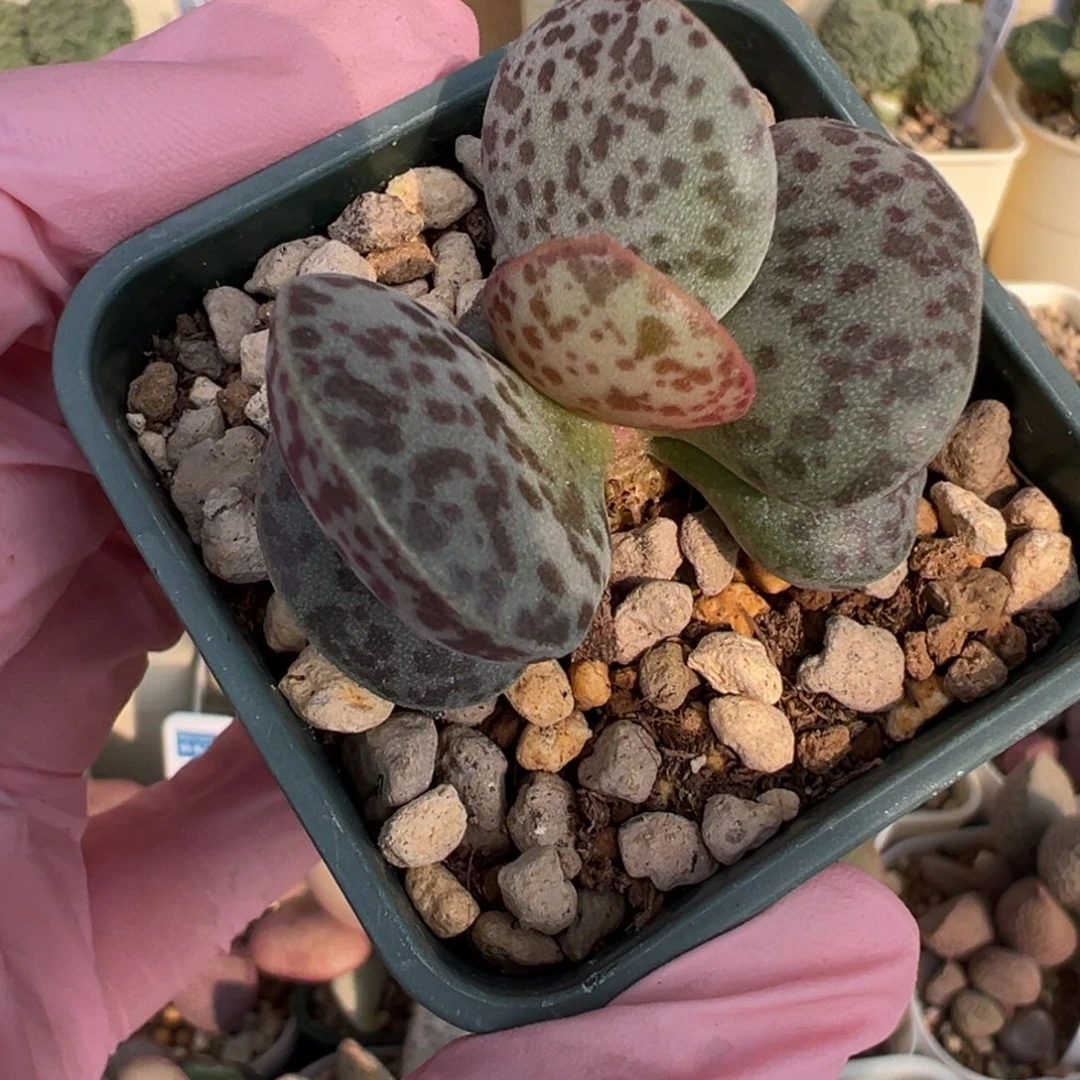614胖花蛋斑点多老桩