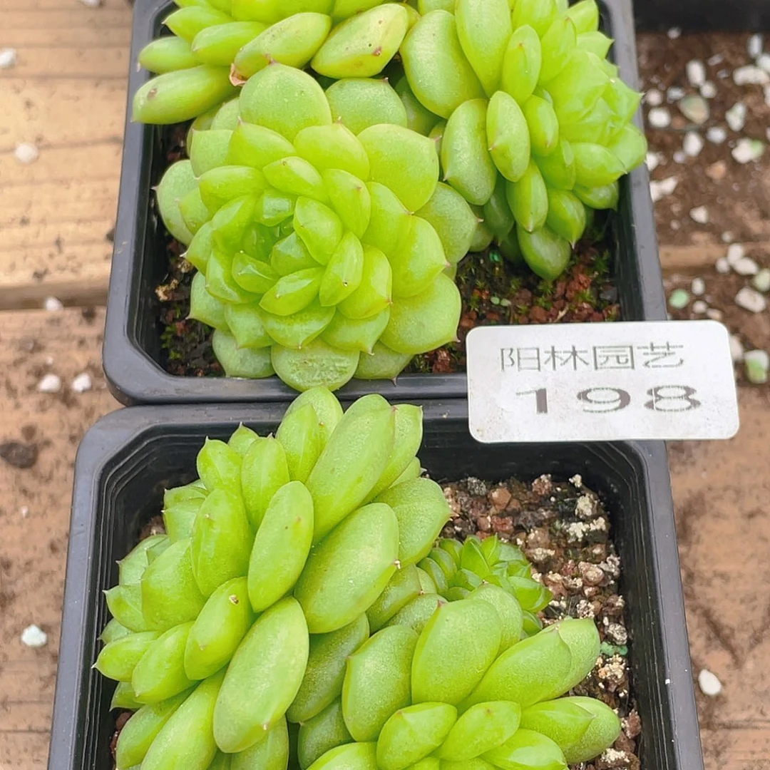 多肉植物多肉植物198