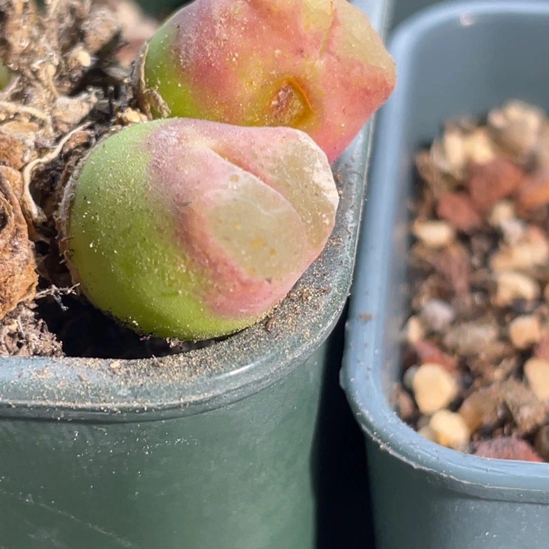 虎***叽双头熊猫风铃植物一物一拍
