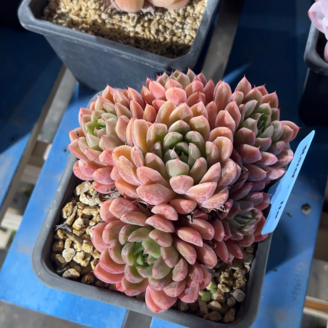 a***e350201-110杂交