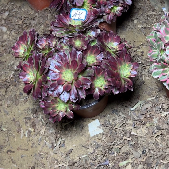 金***春多肉植物安娜法师48