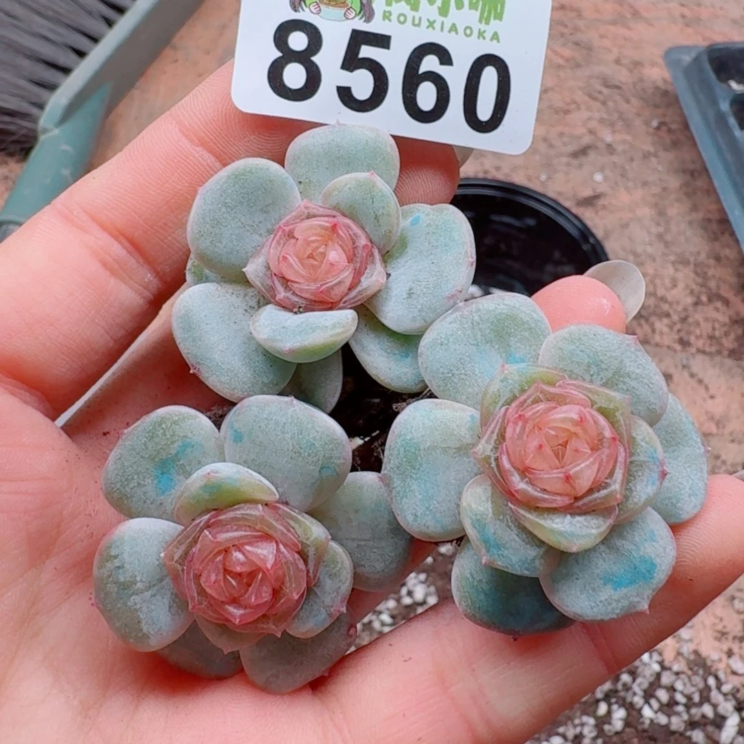多肉植物多肉植物