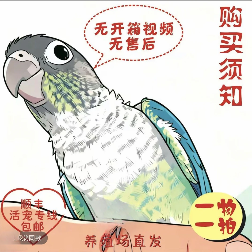 亲人手养活体鹦鹉一物一拍（养殖场顺丰直发）