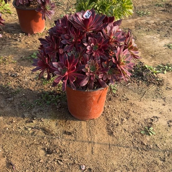 9-167婚纱处理不售后多肉植物