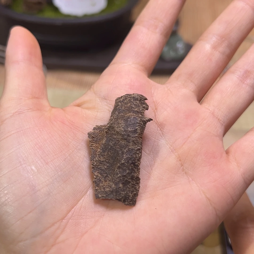 香榧木海南木料尖峰岭沉水鸡母虫漏1.4克