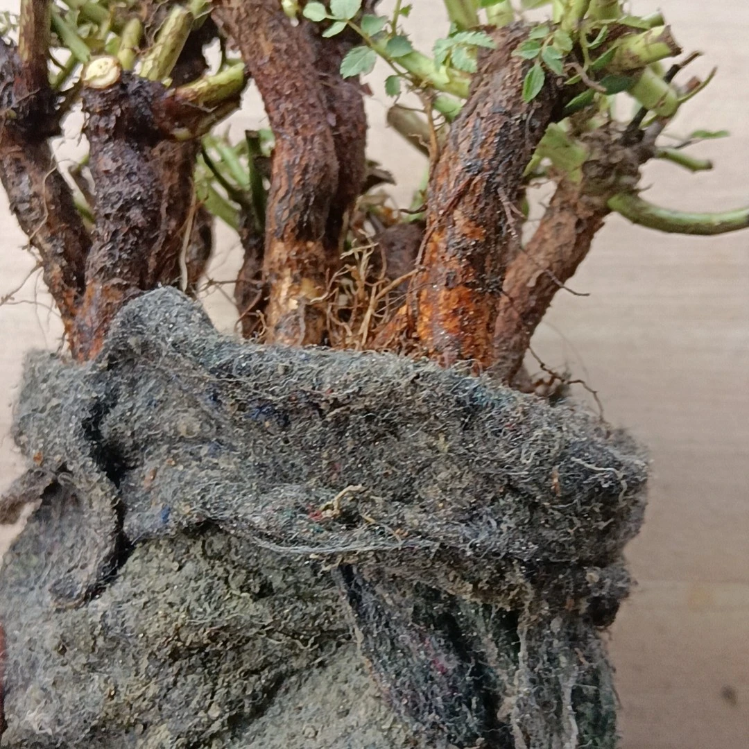 无刺蔷薇实生根1cm粗，嫁接切花月季超微月季专用