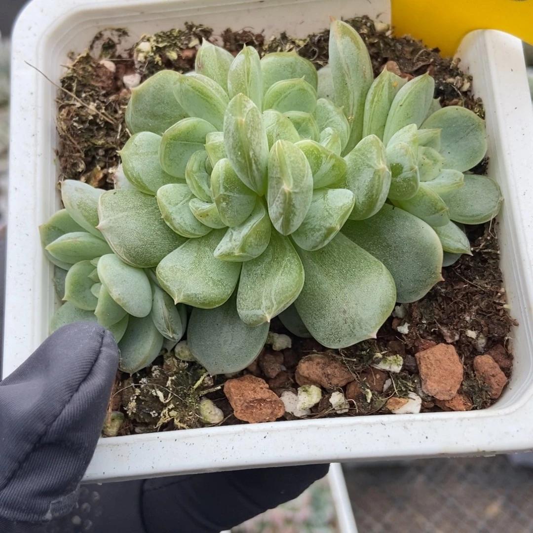 720白色恋人多肉植物
