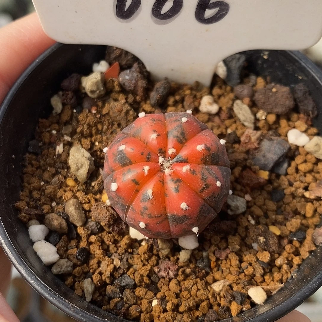 006兜锦系列福利来啦