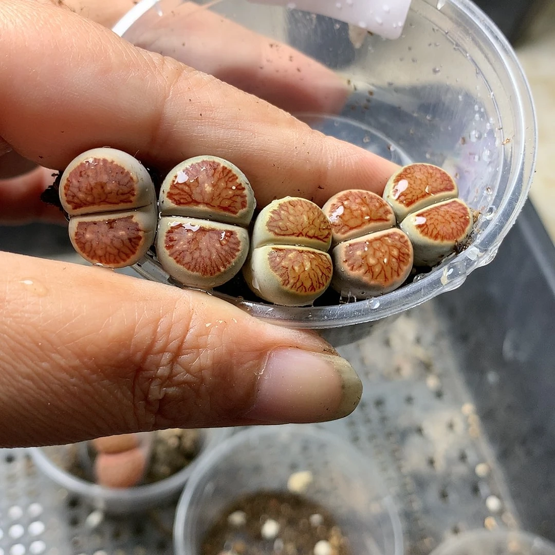 暖*G312多肉植物保护