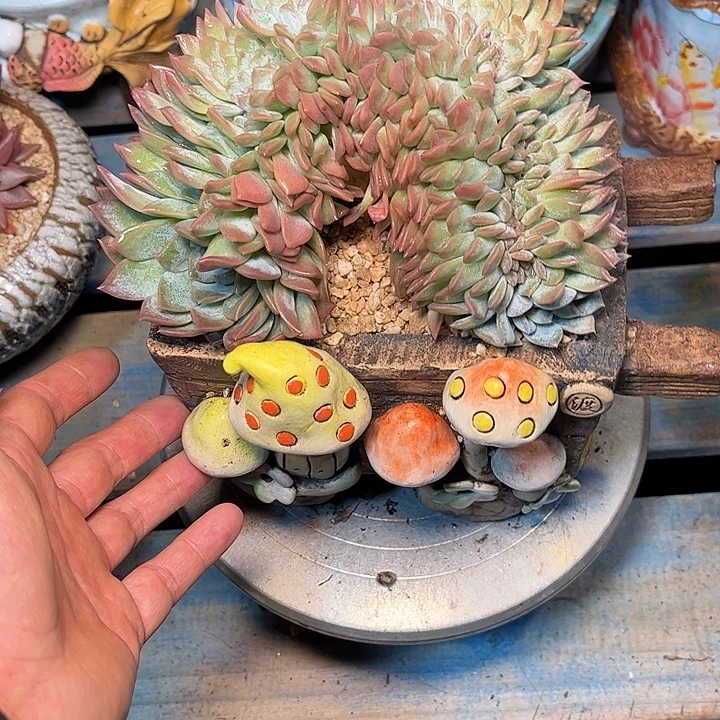 多肉植物一物一拍