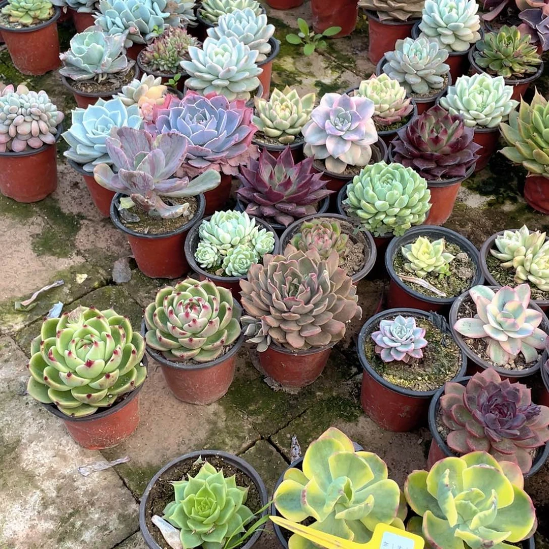 星***愿1468号六个一组多肉