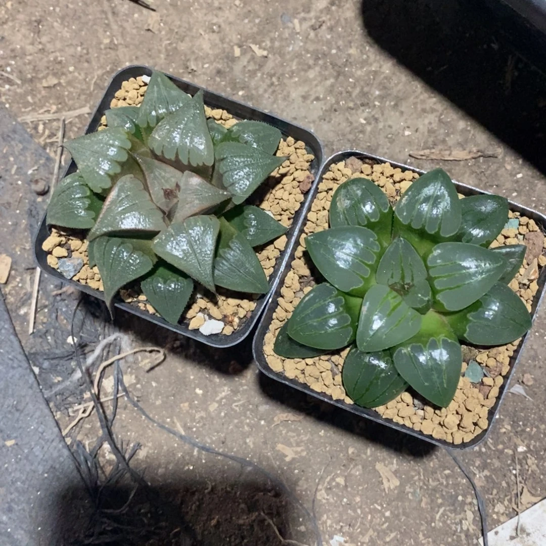 花***子342 两颗一起 超级福利