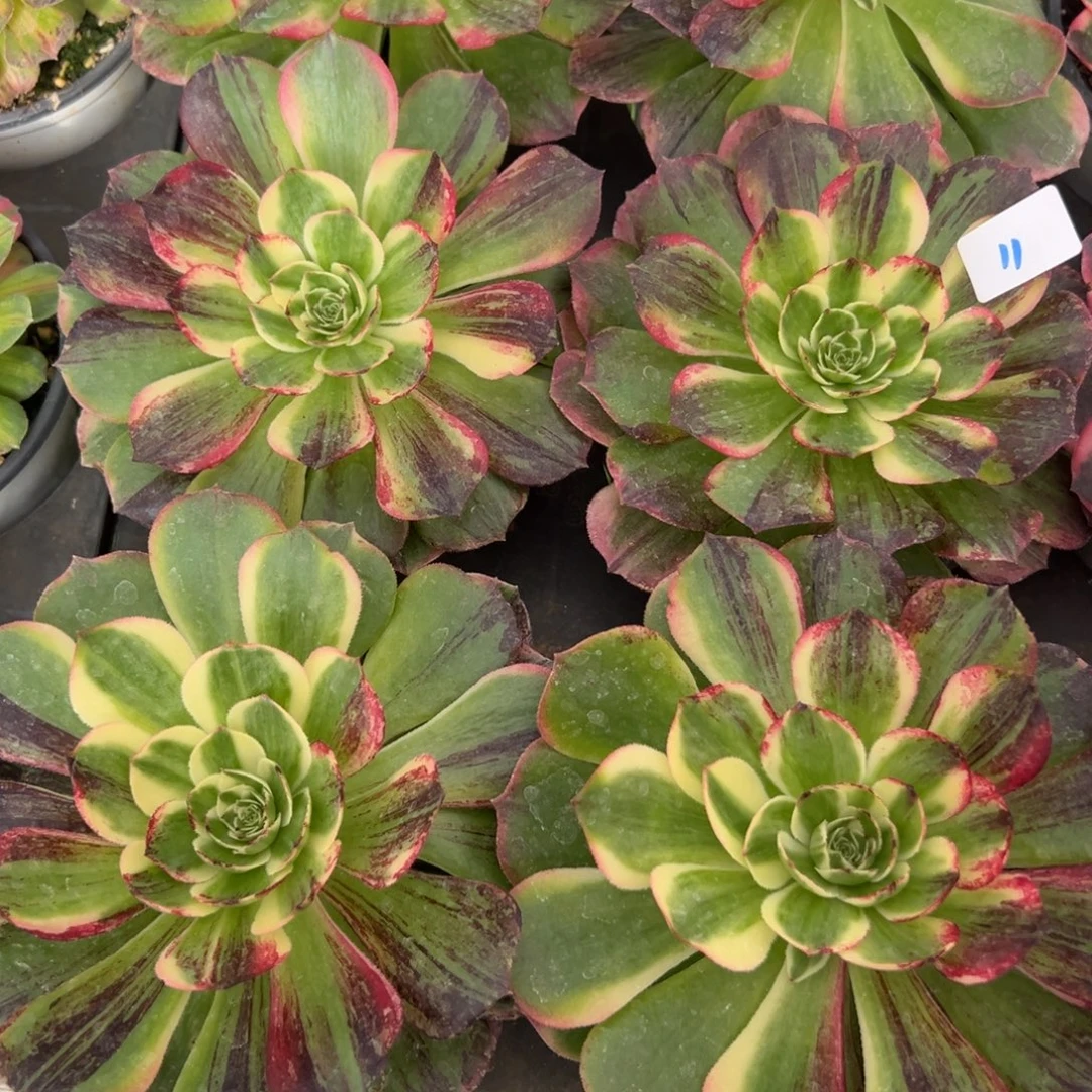 11伯爵20多肉系多肉