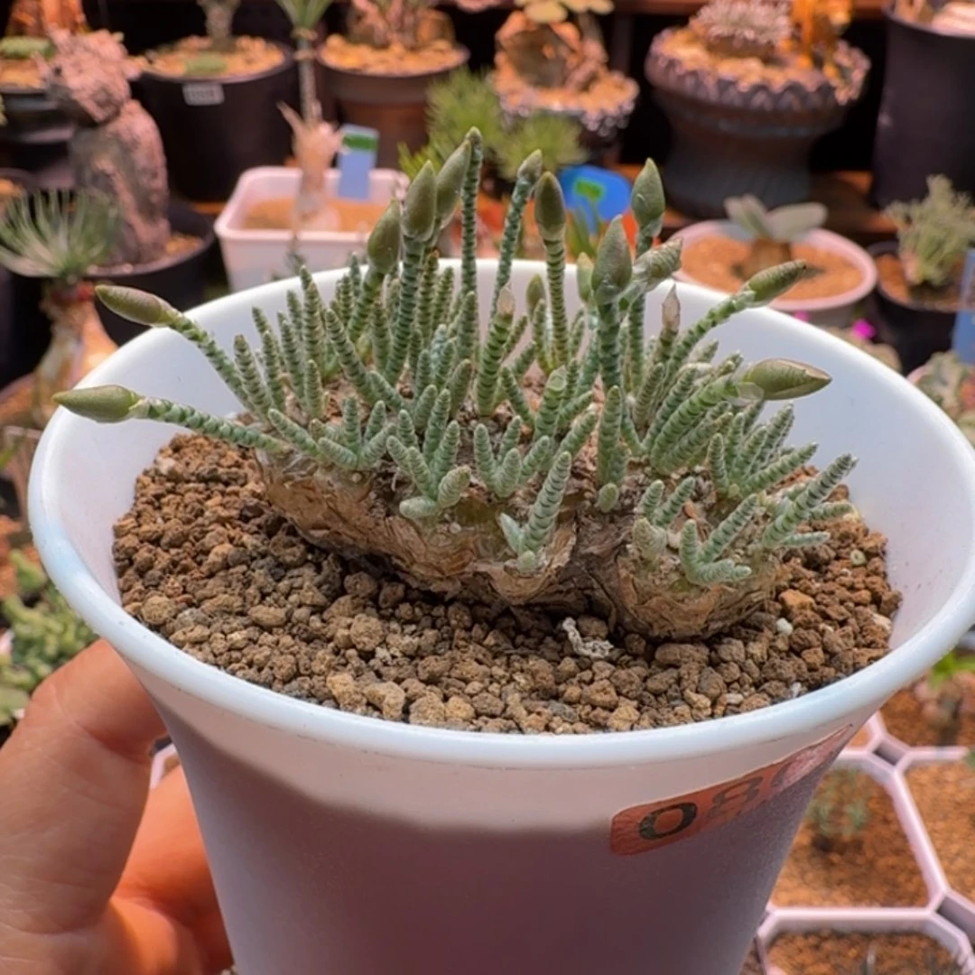 韧锦080 仙人球仙人球