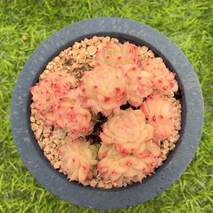 多肉植物 潘多拉-4