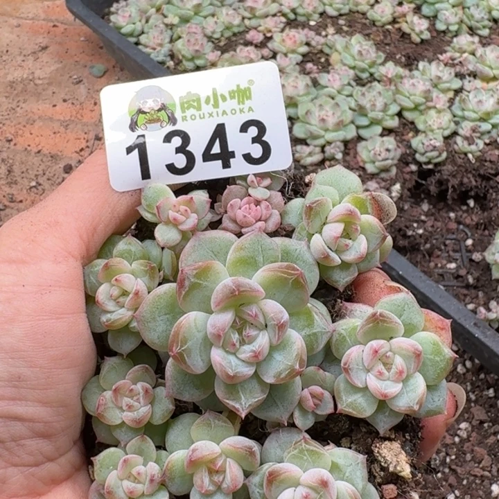 多肉植物多肉植物