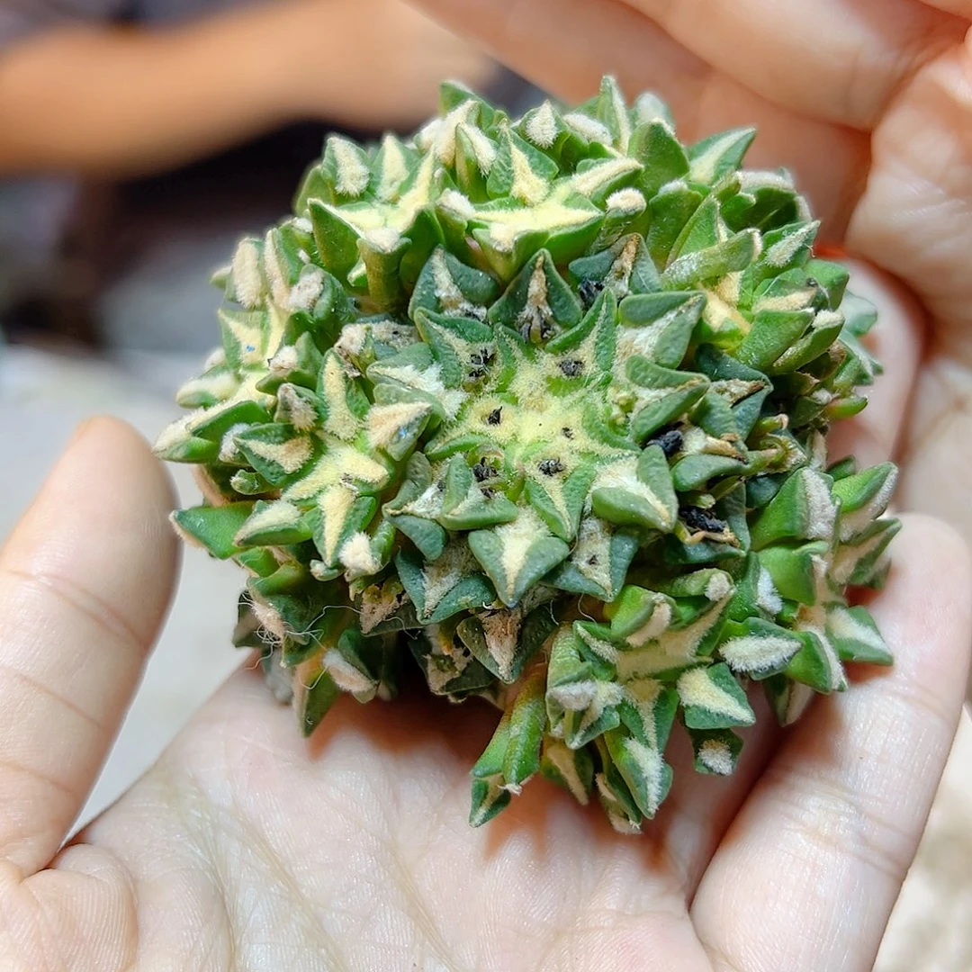 晚6号苗接姬牡丹群无根7公分