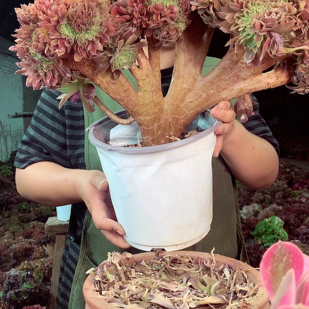 无花朵柒哥多肉法师不包侧断枝 4