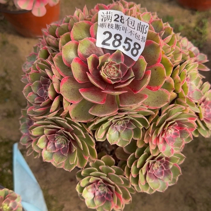 2858花妖不包断枝