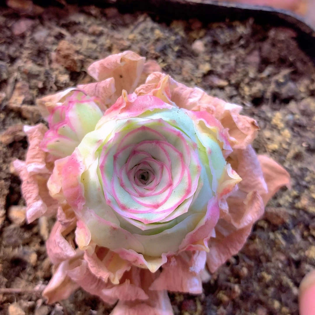 一物一拍秋夕006