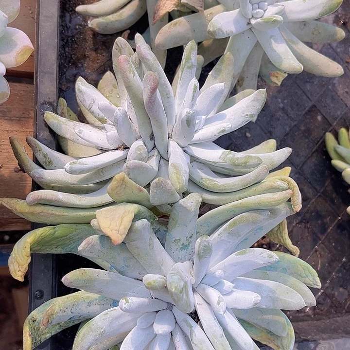 拇指0980多肉植物