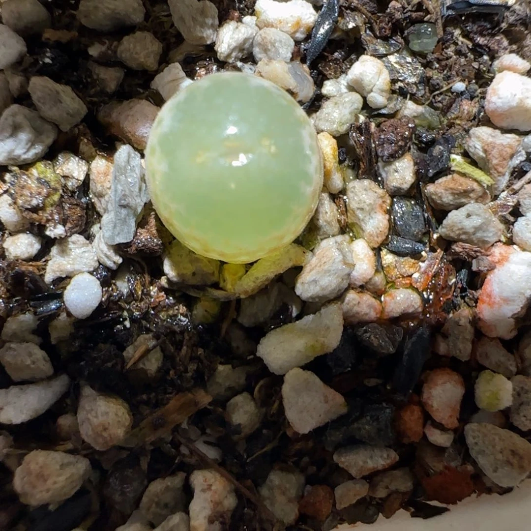 肉锥多肉植物百科4-安格305