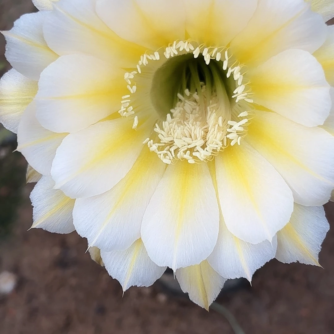 14 号实生仙人球瑕疵