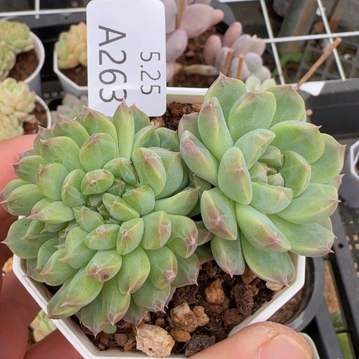 珍妮缀化一颗脱土发货