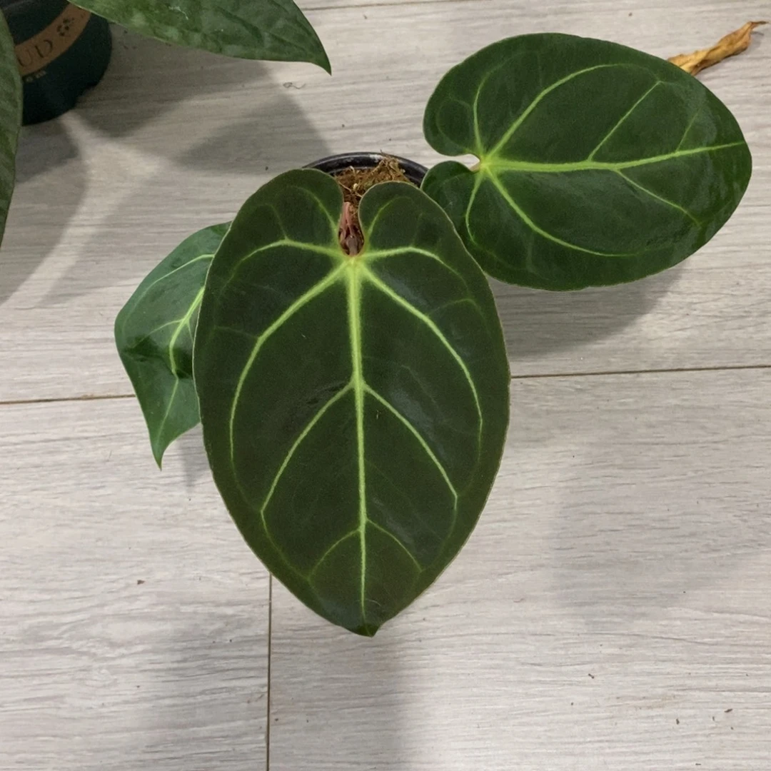 不开花植物贝斯杂（2颗包邮无售后）