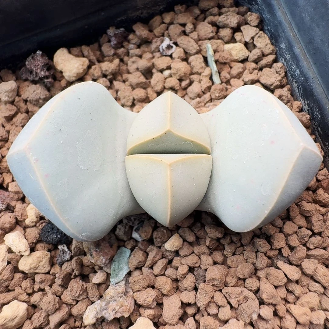 多肉植物福利毛汉尼66