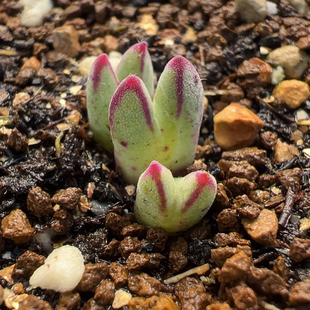 猪蹄多肉植物盆栽栽培